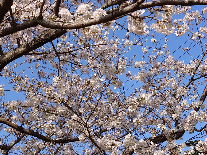料亭橋本のカルルス桜